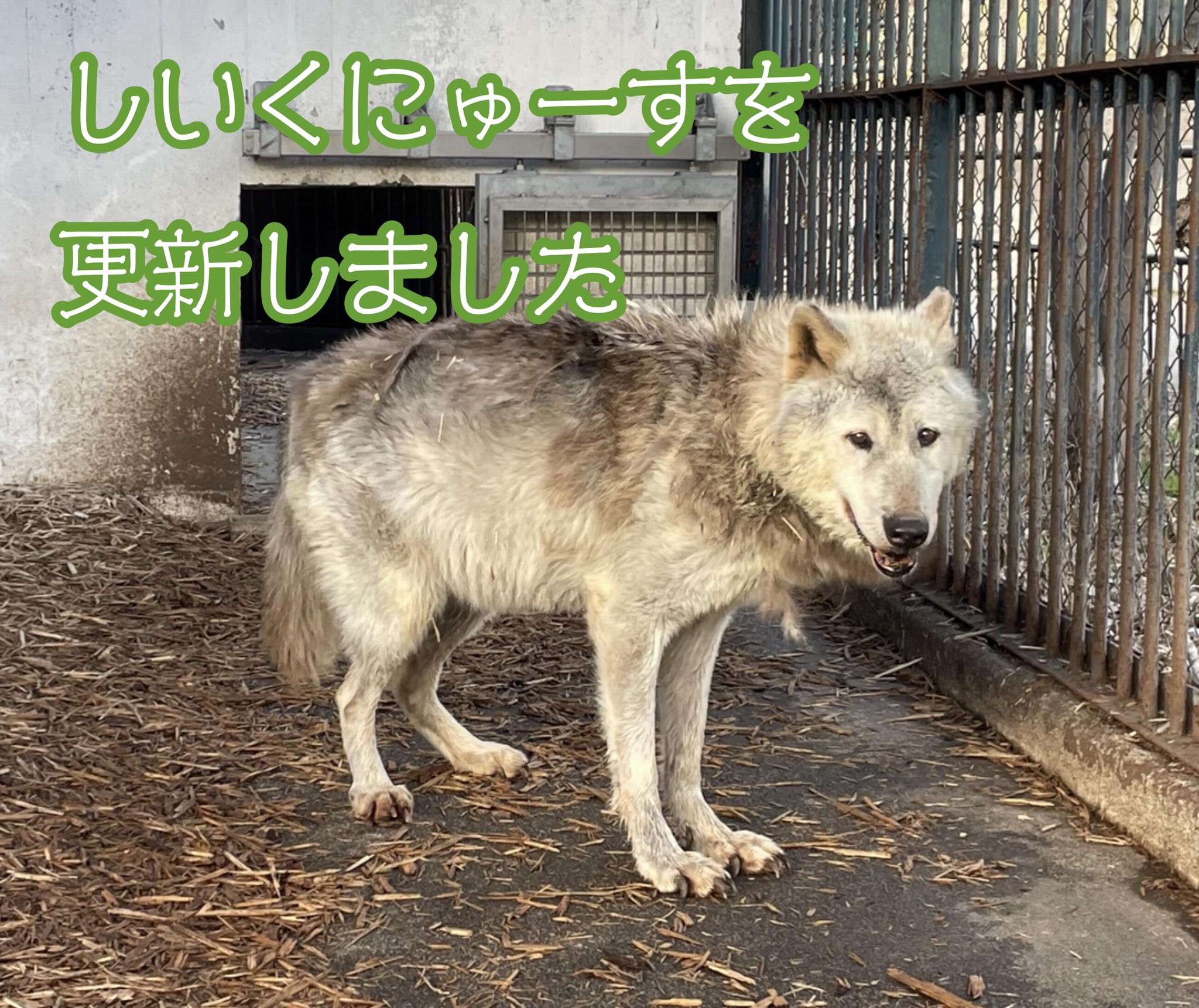 【未開封】旭山動物園数量限定　シンリンオオカミ　2種 未開封】旭山動物園数量限定 シンリンオオカミ 2種
