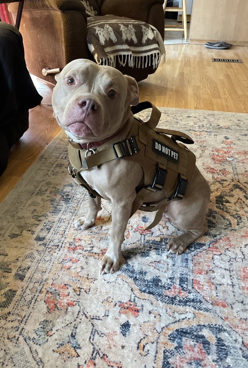 R_Queen88's tweet photo. Fucking love my dog! #Fraya https://t.co/5mCGHqwROt