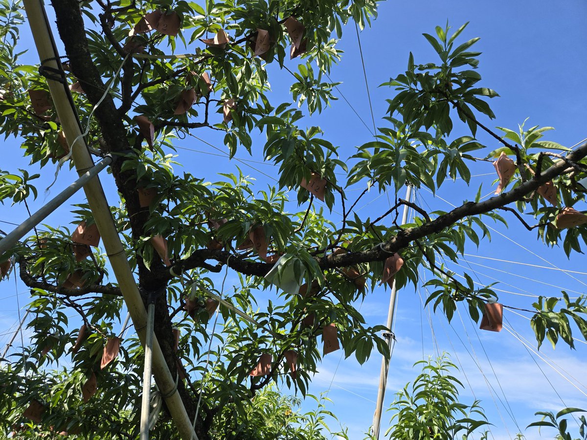 얼른 수확작업을 하고 봉지를 씌운다. 이제 봉지작업의 끝이 보인다.
