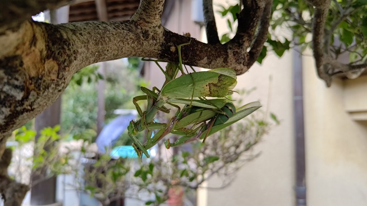 ForestersPRO's tweet image. カマキリのおしくらまんじゅう