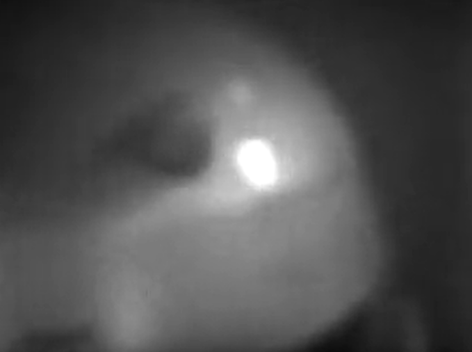 Steven Graham tweet media