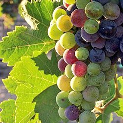 caledelspagesos's tweet image. "Al juliol, figues i verol".
"A darrers de juliol, una hora menys de sol".
"La vinya, pel juliol, no vol beure aigua, sinó prendre el sol".
"Pel Juliol, beure, suar i la fresca buscar".