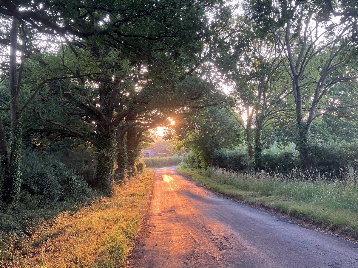 Morning all. Another melting day in prospect. But the early light through the trees is just gorgeous. <a href="/arborsmarty/">Trees etc.</a> 
#heatwave