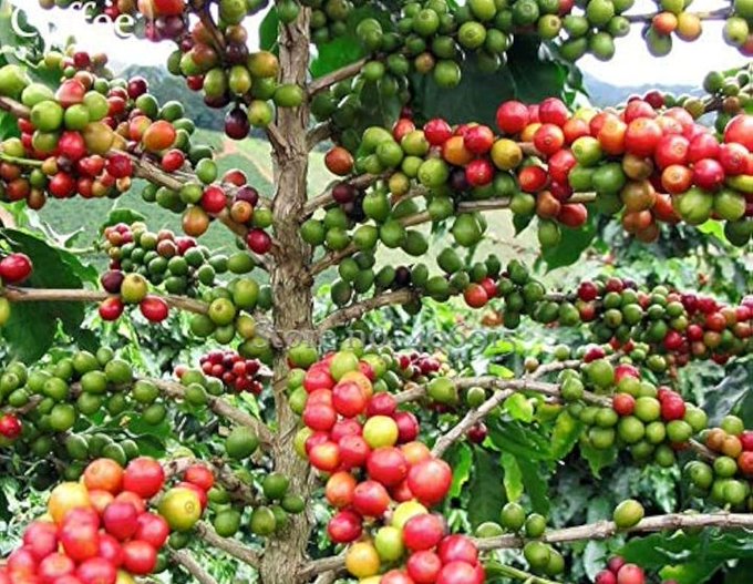 MiracleFive1's tweet photo. Did you know that Uganda has overtaken Ethiopia to become Africa’s leading coffee exporter, according to a recent report. Club World Cup Sancho Senate #BennyHinnInUganda #UgMoving4Wd  #WhyUgStillNeedsM7 #ECRoadmap2026
#ProtestVoteUg2026 #IsraeliranWar https://t.co/sY5UWjjDUQ