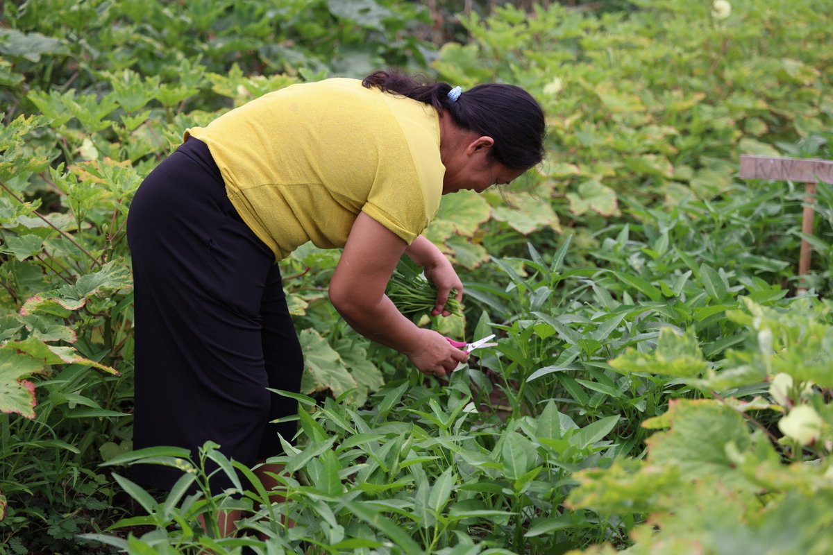 TINGNAN: Masaganang ani ng mga partner-beneficiaries ng LAWA at BINHI sa Brgy. Roxas at Paco, Mainit, Surigao del Norte! 🌽🍅👨‍🌾 #BawatBuhayMahalagaSaDSWD