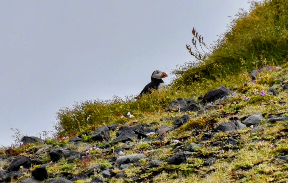 Normally, I am not the kind of person for birding. But with these cute birds, I made an exception.#iceland #Puffin #birding