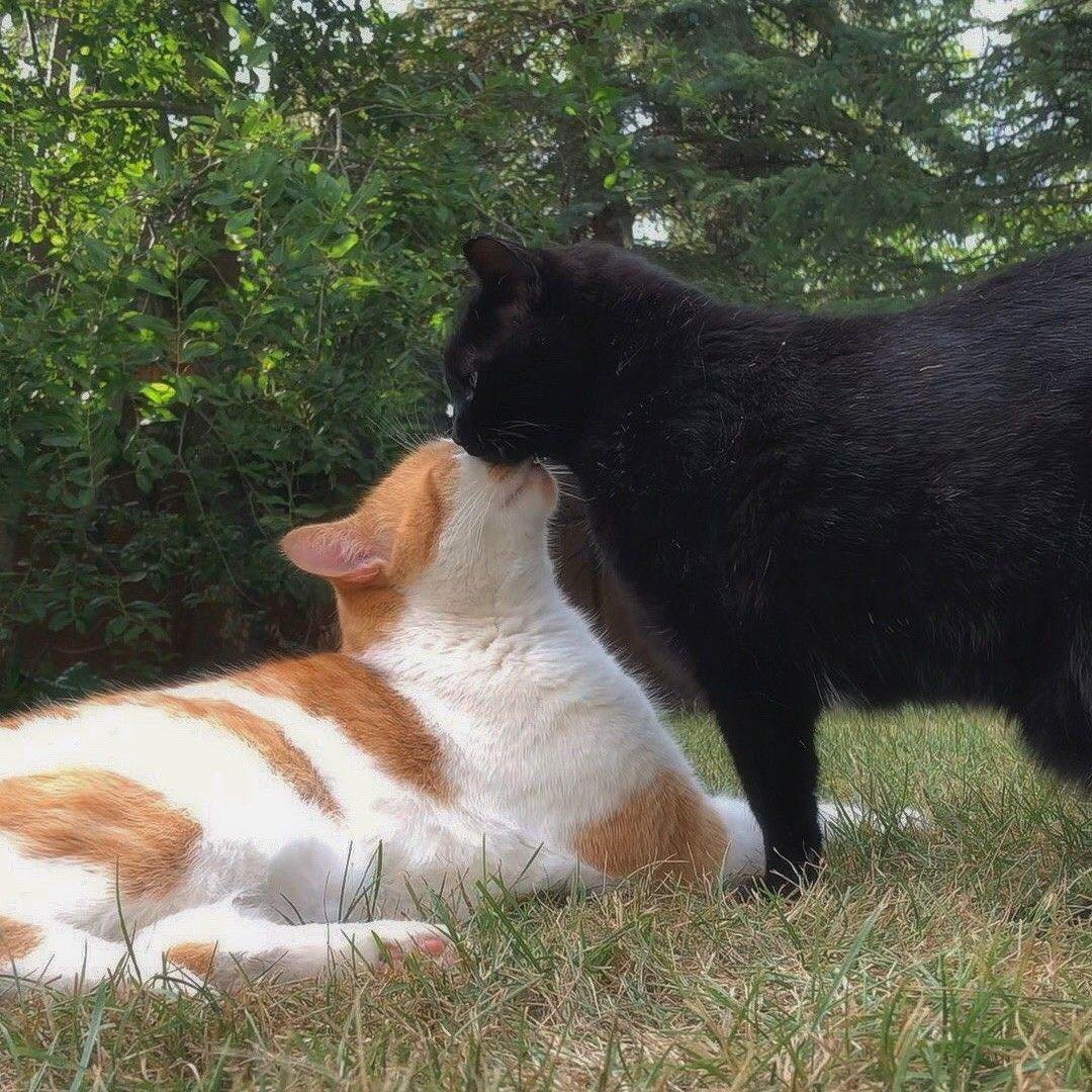 AngerIncarnated's tweet image. Oh, to be two cats in love in a meadow.
