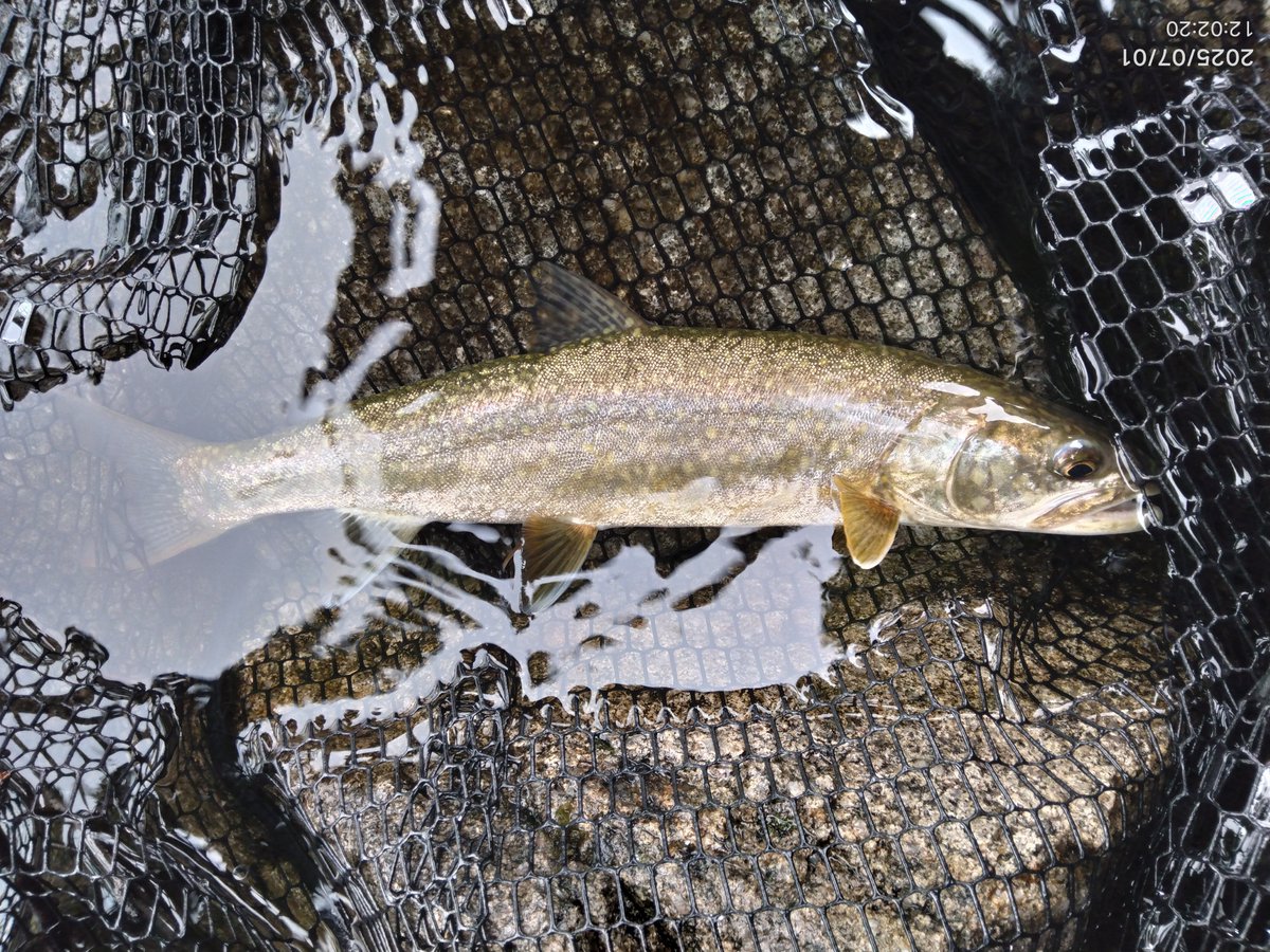 いや～水質が変わってキレイになったら難しい（笑）

とりあえず釣れたから良かったけど💦

とりあえず今シーズンはひとまず終了かな💨
