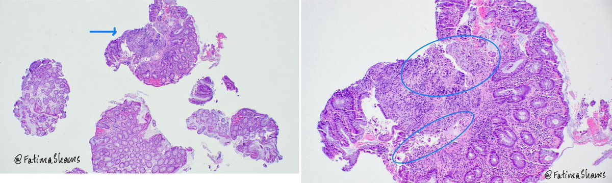 Fatima Shamsuddin tweet media