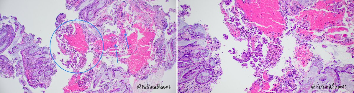 Fatima Shamsuddin tweet media