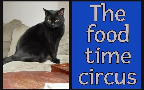 Today's re-run from January 2024: The food time circus

#cats #food #drama

mommakatandherbearcat.com/2024/01/the-fo…