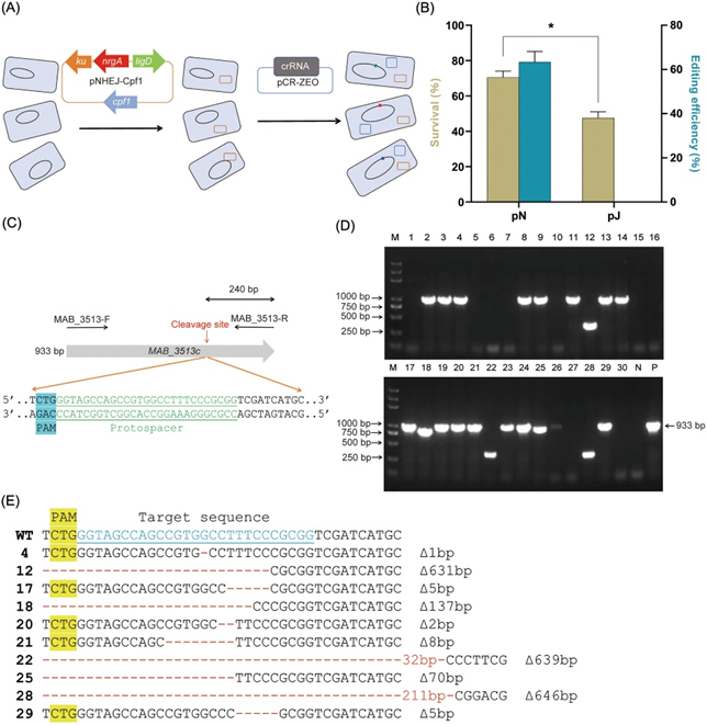New in #mLife: A CRISPR‑NHEJ system for rapid, efficient gene knockout in Mycobacterium abscessus—unlocking powerful genetic tools for this tricky pathogen! <a href="/wileymicrobio/">Wiley Microbiology</a> 
Read the paper: doi.org/10.1002/mlf2.7…