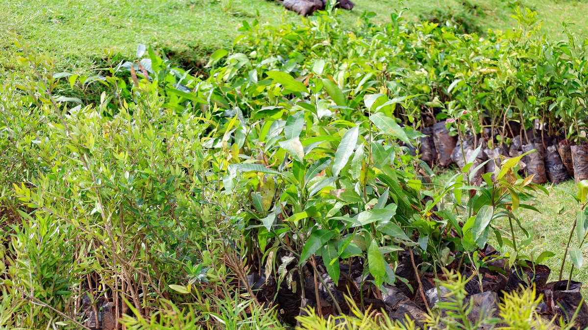 WorldVisionKE's tweet image. In Elgeyo Marakwet County 🇰🇪, under the @EverGreeningA’s #RestoreAfrica Programme, we’re continuing the distribution of over 428,000 fruit and exotic tree seedlings, thanks to the incredible work of our local implementing partner, @selfhelpafrica.
“Our landscapes have changed;…