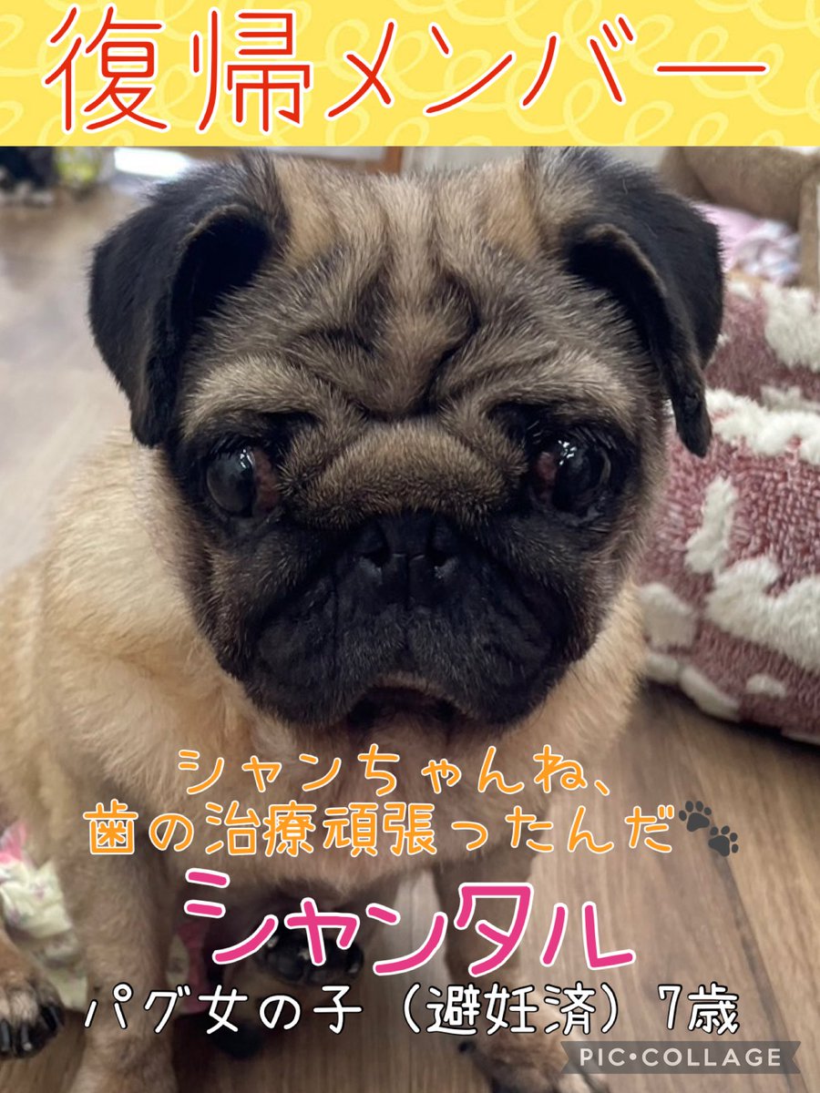 パグ女の子里親