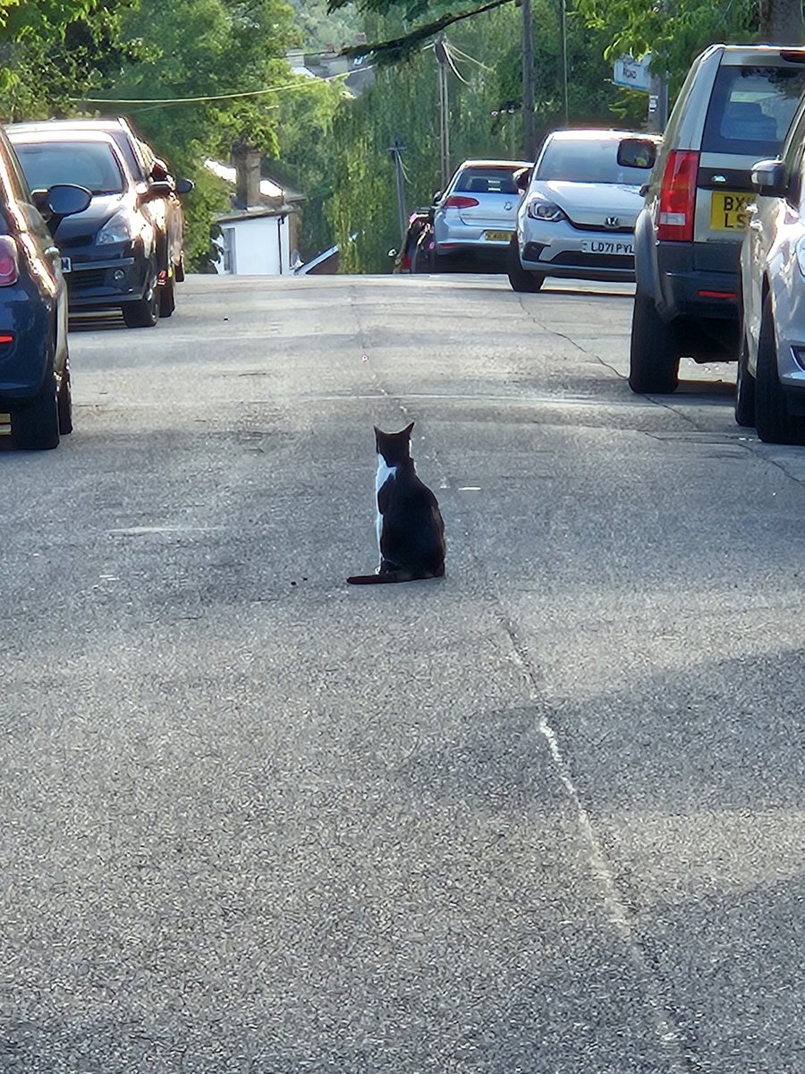 This cat just sat here in the morning.

Zeros given.