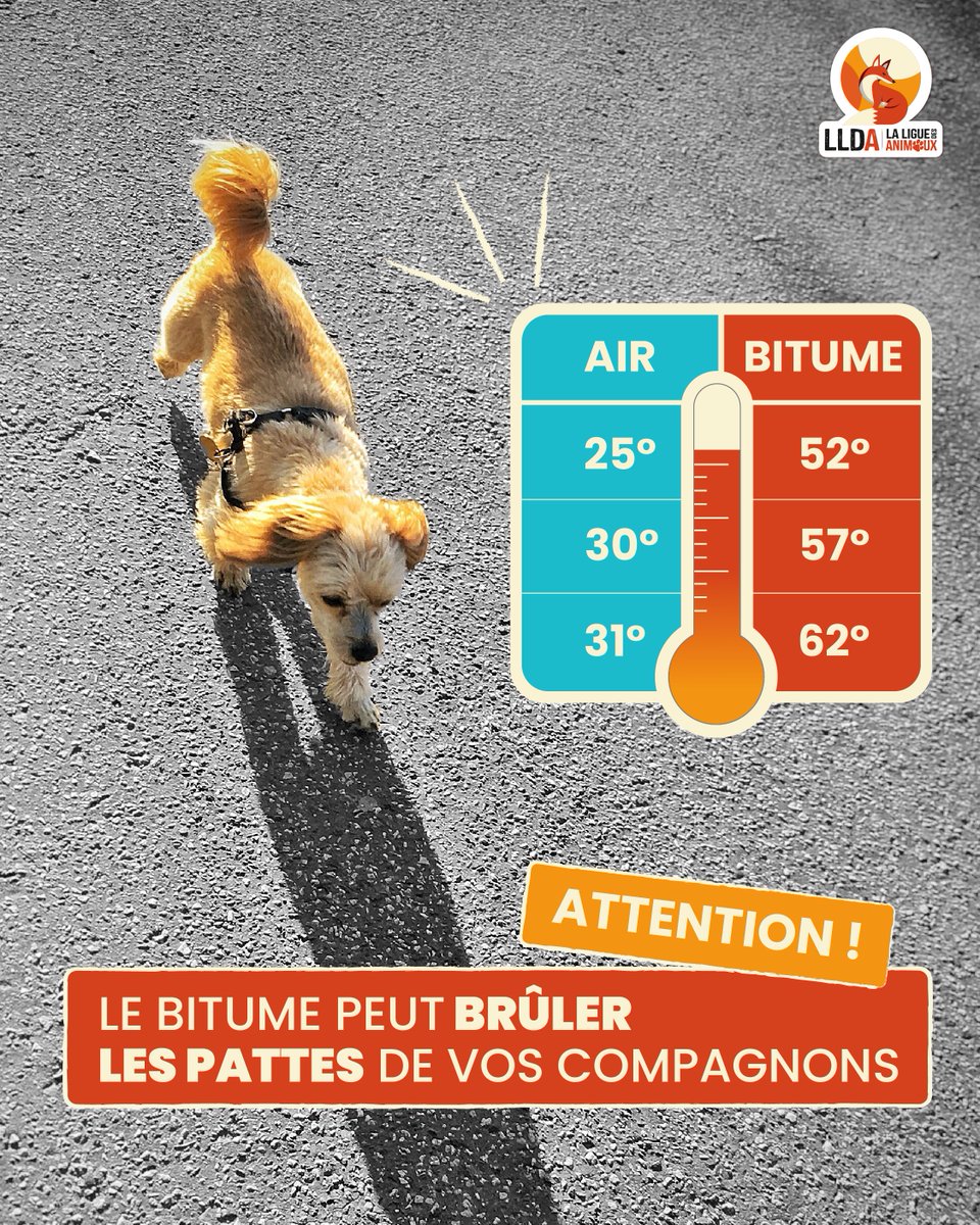LigueDesAnimaux's tweet photo. ⚠️Un rappel essentiel.

Ne sortez pas vos animaux au moment de la canicule. https://t.co/xVGJKRY4PZ