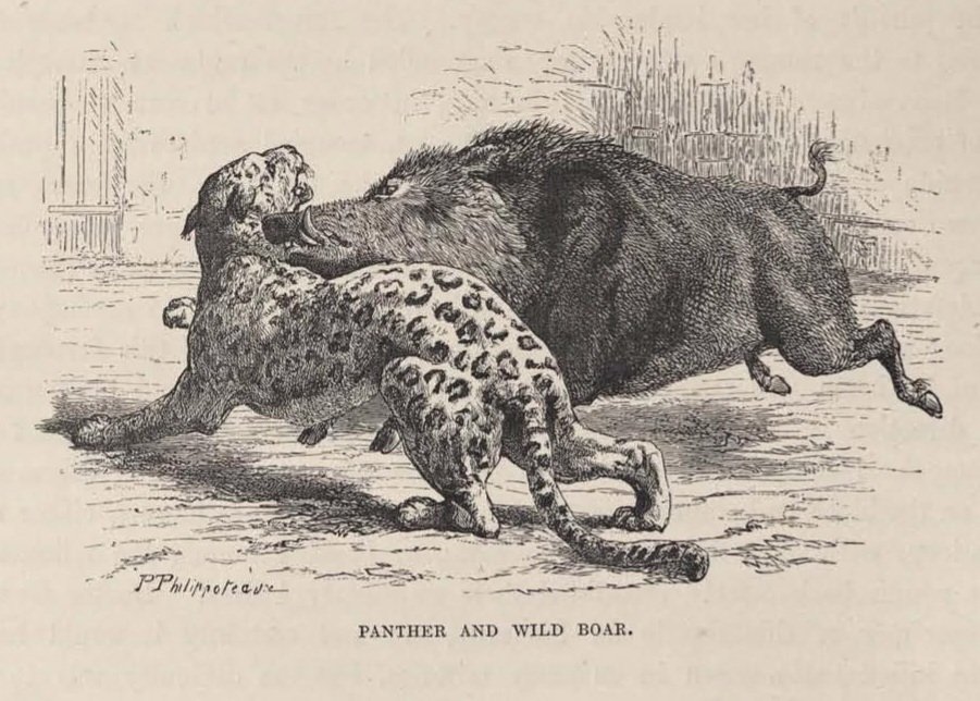 krish_bohra's tweet photo. Louis Rousselet was a French traveller who spent four years in India in the mid-1860s. In his memoir, he writes that he witnessed a staged fight between a leopard and a wild boar in Mewar, which the wild boar won. https://t.co/TfWsRDQPQF
