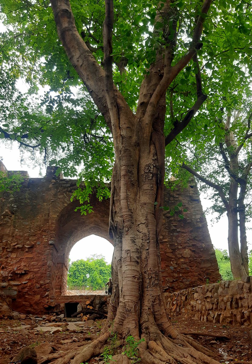kundan4nature's tweet image. #thicktrunktuesday  🌳🌿