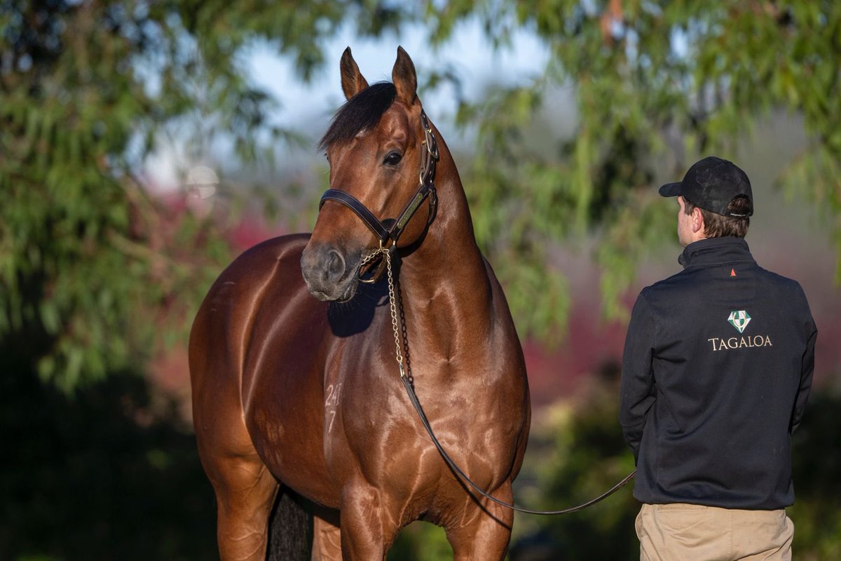 ⚜️ #Tagaloa - A diamond in the rough 

With more Stakes performers than any other Victorian first-season sire, his biggest and best crop are still to come! 

Standing at $22,000 inc GST, he offers more opportunity and more value. Inspections welcome 💎. 

#aworldofopportunity