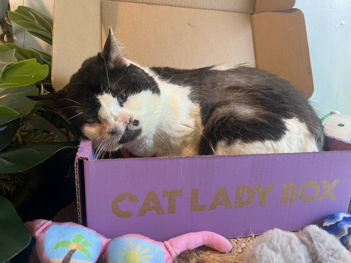 MemphisNose's tweet image. we love @catladybox 😍