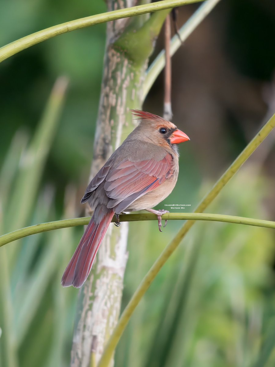 ImagesByWatson's tweet image. Captured this beautiful female cardinal bird here in Florida 😁
.
#imagesbywatson #watsonwu #femalecardinal #northerncardinal #cardinalbird #bird #birds #birdsofinstagram #wildlife #florida #floridawildlife #wildlifephotography #photo #photos #photoofday #picture #sonyalpha