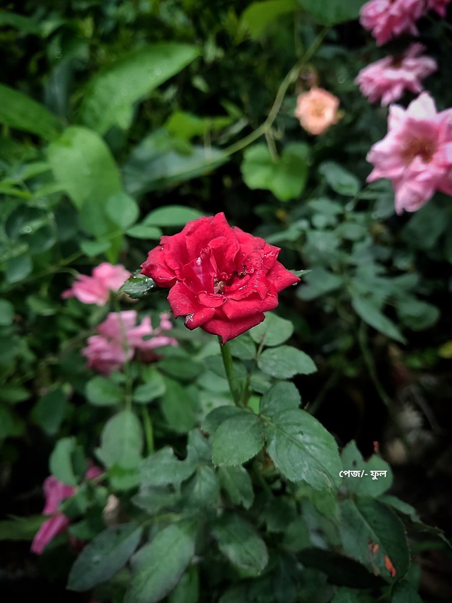 NGSIFAT's tweet image. গোলাপ শিখিয়েছে— সৌন্দর্যের সঙ্গে কাঁটাও থাকতে পারে।❤️🥀