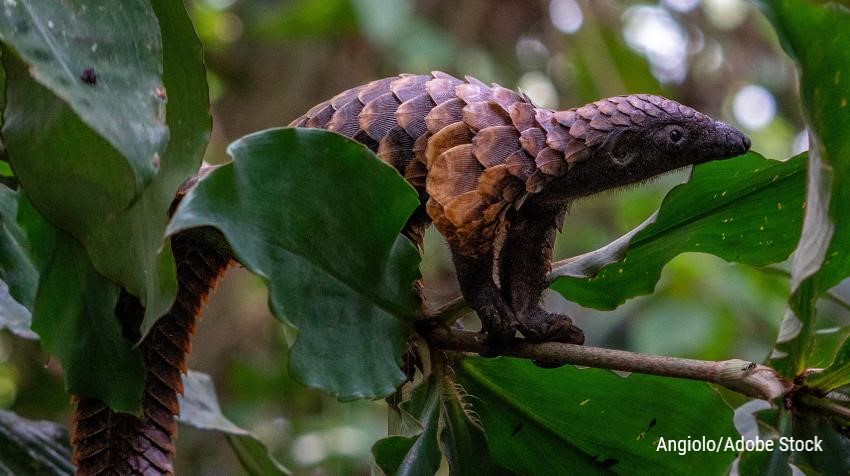 It's 50 years since the Convention on Int'l Trade in Endangered Species of Wild Fauna &amp; Flora entered into force.

<a href="/CITES/">CITES</a> Secretary-General <a href="/ivonnehiguero/">Ivonne Higuero</a> reflects on why it has become one of the world's most impactful environmental agreements: un.org/en/un-chronicl…

#CITES50