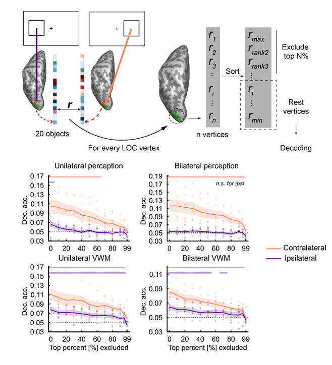 bobking's tweet photo. To test how widespread this expansion is, we performed ablation decoding + searchlight RSA.

The result?
VWM representations extend to ipsilateral patches not used during perception, but still preserve sensory-like similarity structure.

WM ≠ perception https://t.co/tYrxkoamVu