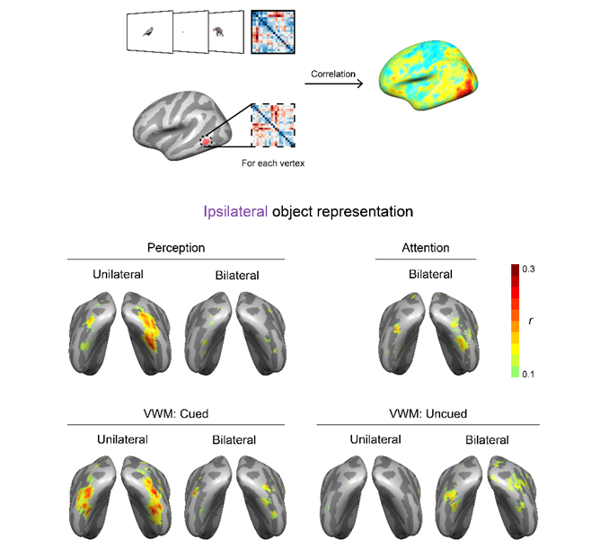 bobking's tweet photo. Takeaway:
LOC flexibly reorganizes its spatial coding depending on task demands.

Perception: contralateral
VWM: bilateral &amp; distributed

This spatial reformatting may be key to how the brain maintains object info beyond the moment it is seen. https://t.co/qzfDj4mdCp