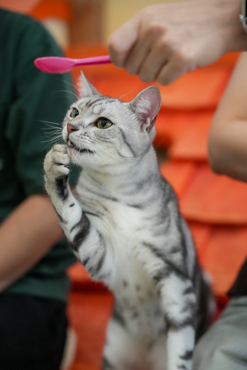 intern_kun🐾 (@internkun_neko) on Twitter photo 