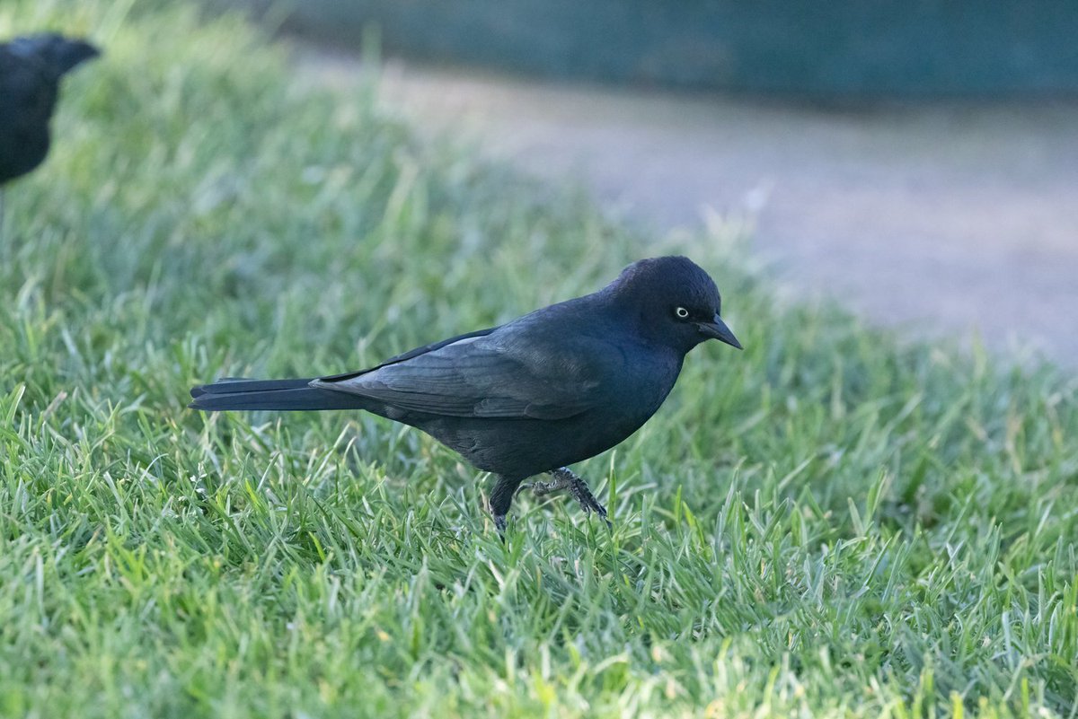 "Blackbird digging in the warm mown grass
Glancing about with an eye of glass,
Blackbird digging in the mown grass heap
How mechanical you look,
Flirting and glistening in agitation.
Quiet now yellow beak motionlessly listening
For tiny little things their doomed crepitation."