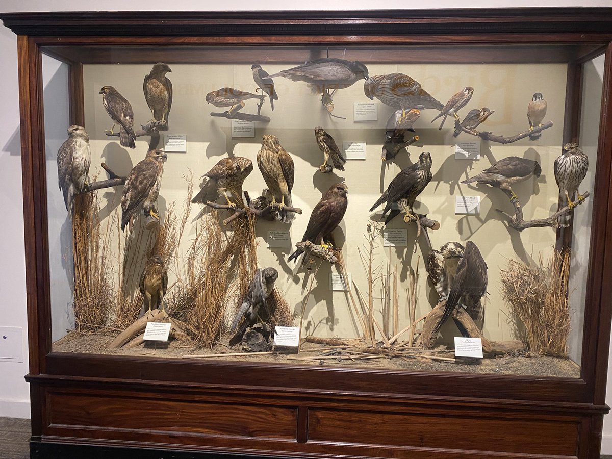 klmyates's tweet image. National Art Gallery, Holocaust Museum, American History Museum, & Natural History Museum all in one day! Exhausted, but so thankful for all that @KEDCGrants does to promote learning for teachers so we can bring experiences to our students!