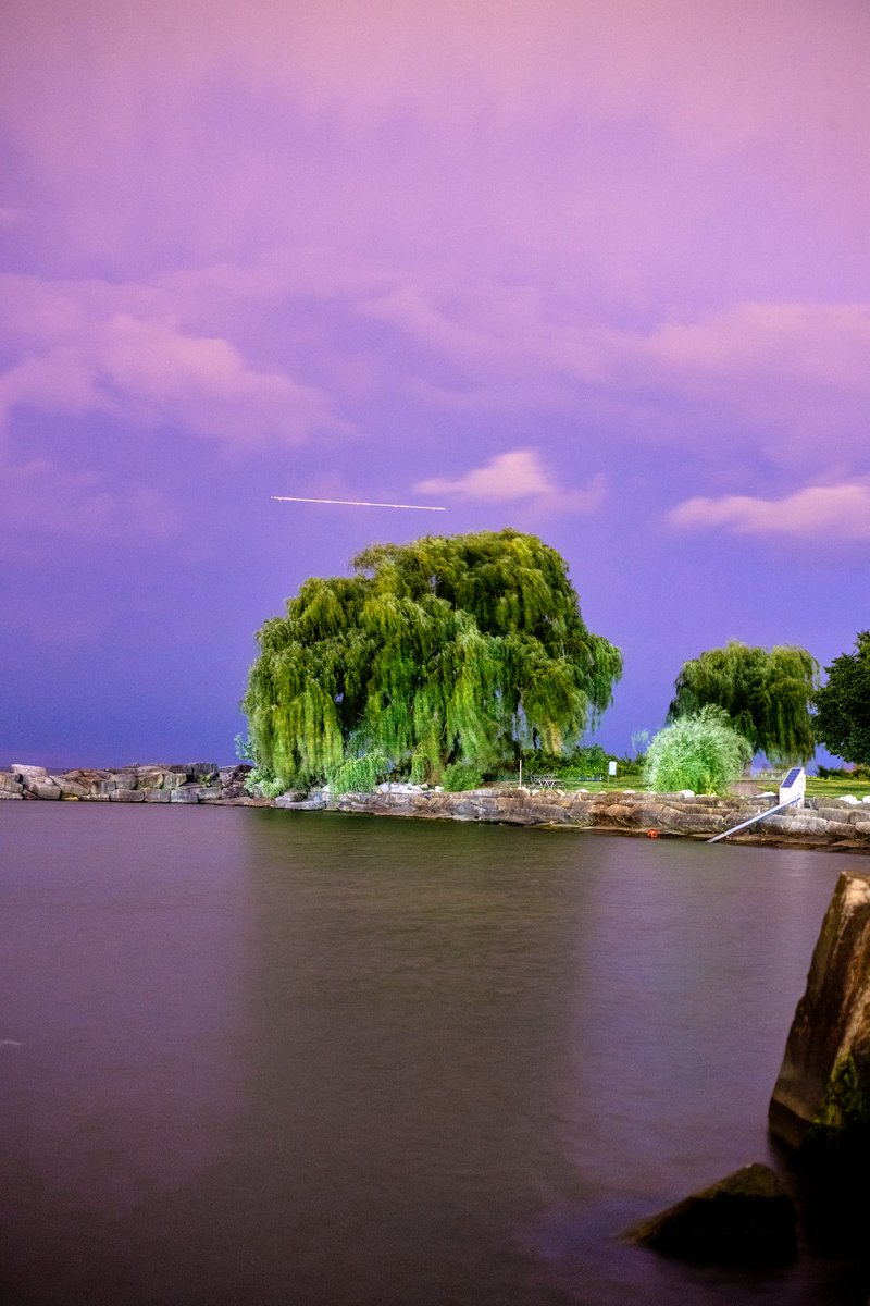 The willow on Lake Erie.