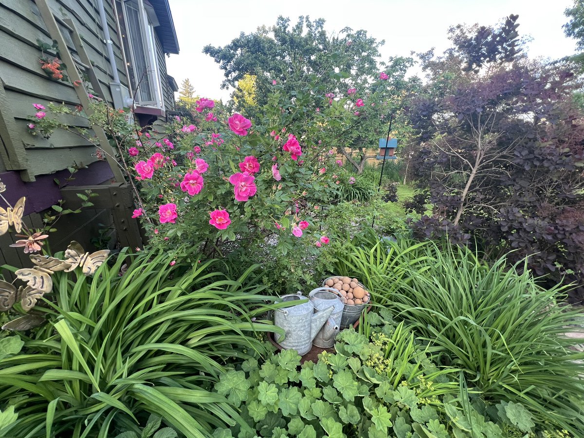 chrisplys's tweet image. More summer time blooms from some of the gardens. 🖤