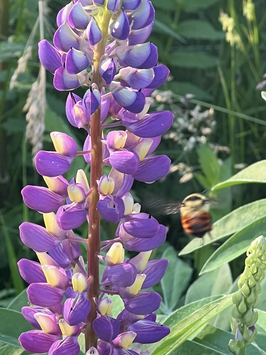 chrisplys's tweet image. More summer time blooms from some of the gardens. 🖤