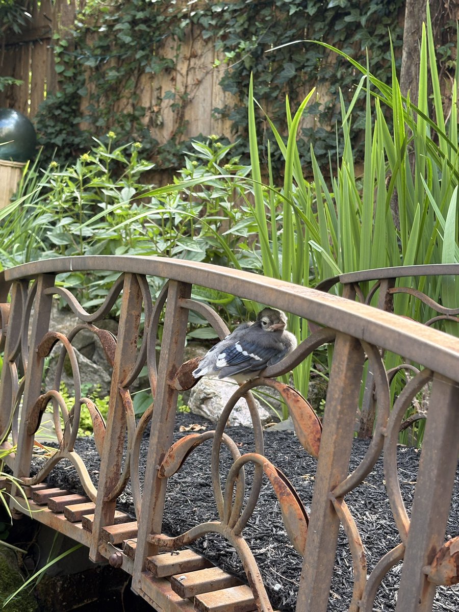 Bluejays nested in our quince tree again this year and their fledglings are out of the nest showing off. <a href="/BirdBrklyn/">Brooklyn Bird Alert</a> <a href="/RaptorTrust/">Raptor Trust</a>