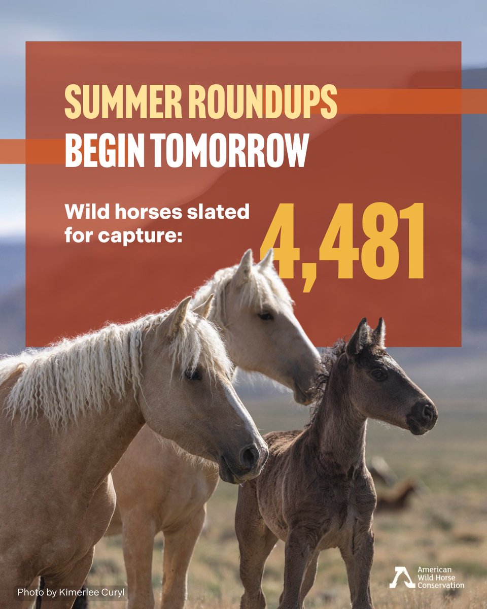Starting tomorrow, the Bureau of Land Management will begin enacting its plan to round up 4,481 wild horses from public lands—starting with the horses of Saylor Creek, Idaho. 

Take action to make sure these mustangs stay out of the slaughter pipeline!: bit.ly/3ZOnQDP