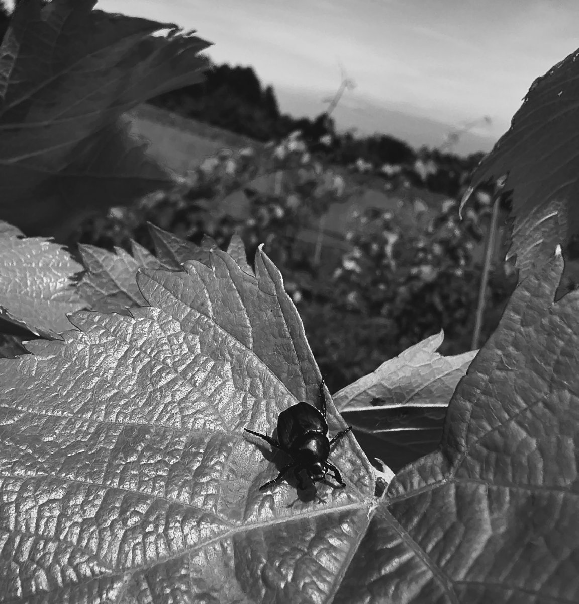 28日は🍇にほんまつぶどう予備校✏️の第5回でした。
☔傘掛ができる状態にまで行っていないので、誘因(前回の修正作業)副梢管理、摘芯をしました🐝

#にほんまつぶどう予備校