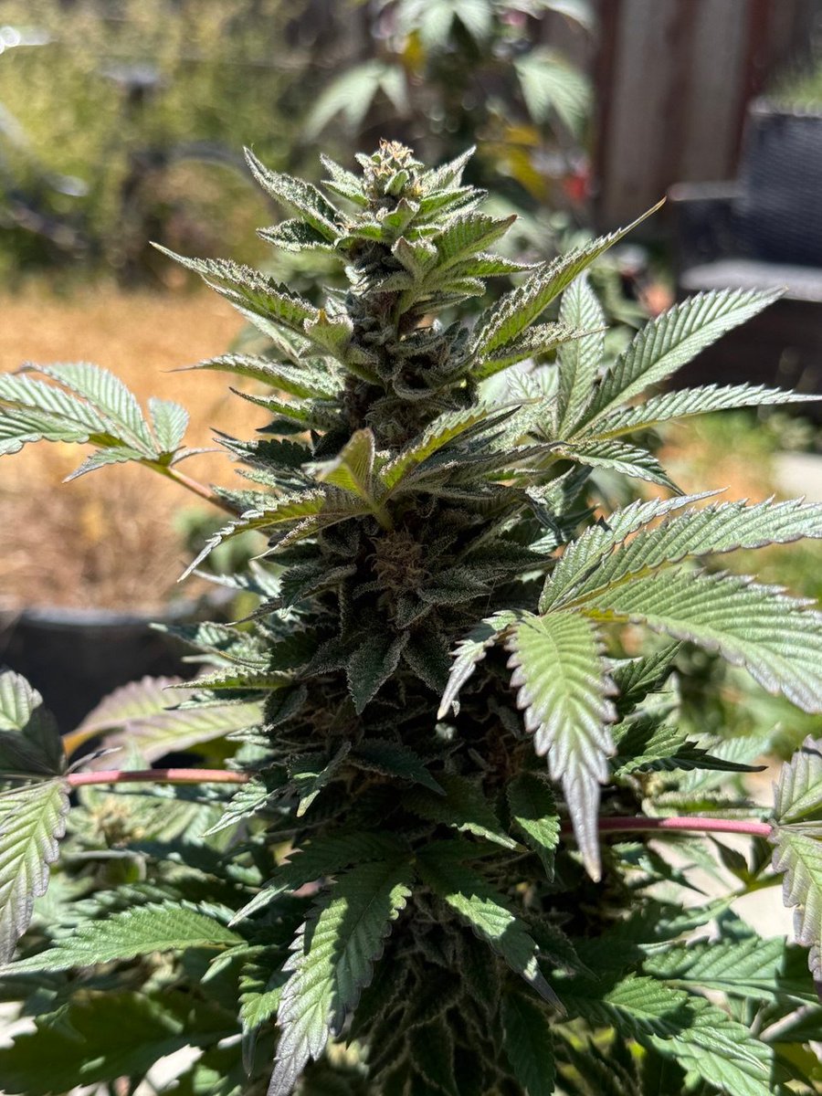 _axeIvasa2's tweet image. 