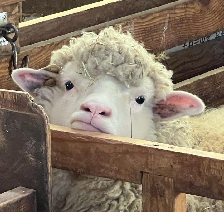 내가 좋아하는 뾰루퉁한 양 사진