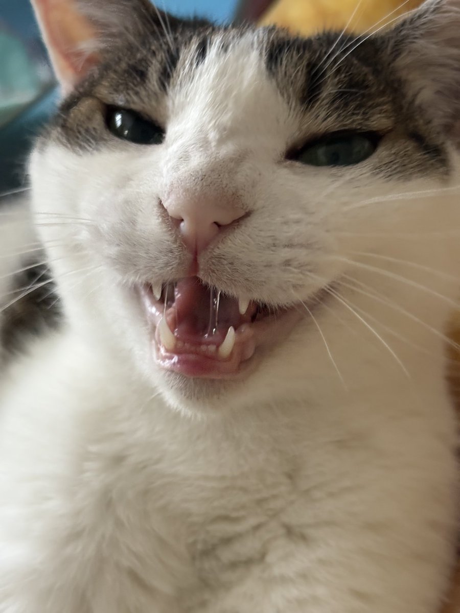 暑すぎるーー
ゆきが成敗しちゃるーー❗️

#猫
#猫のいる暮らし