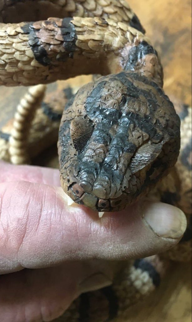 _axeIvasa2's tweet image. How Dare The Serpent!