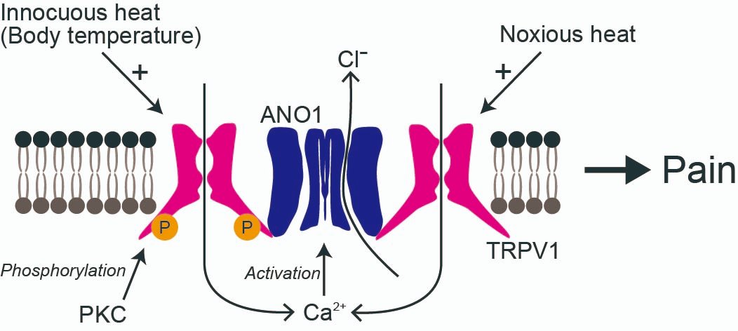 Painresearch73's tweet photo. Phosphorylated #TRPV1 and #ANO1 ⁄ #TMEM16A interaction induced by low concentration of capsaicin or innocuous #heat stimulation

https://t.co/1A0KV3Zjmn https://t.co/HWDhetNqM9