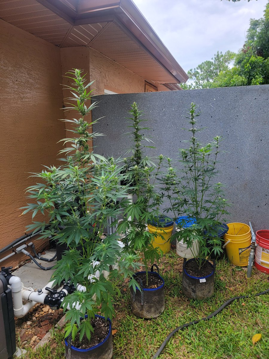 CJZ_MEDSHED (@cjmac420) on Twitter photo 