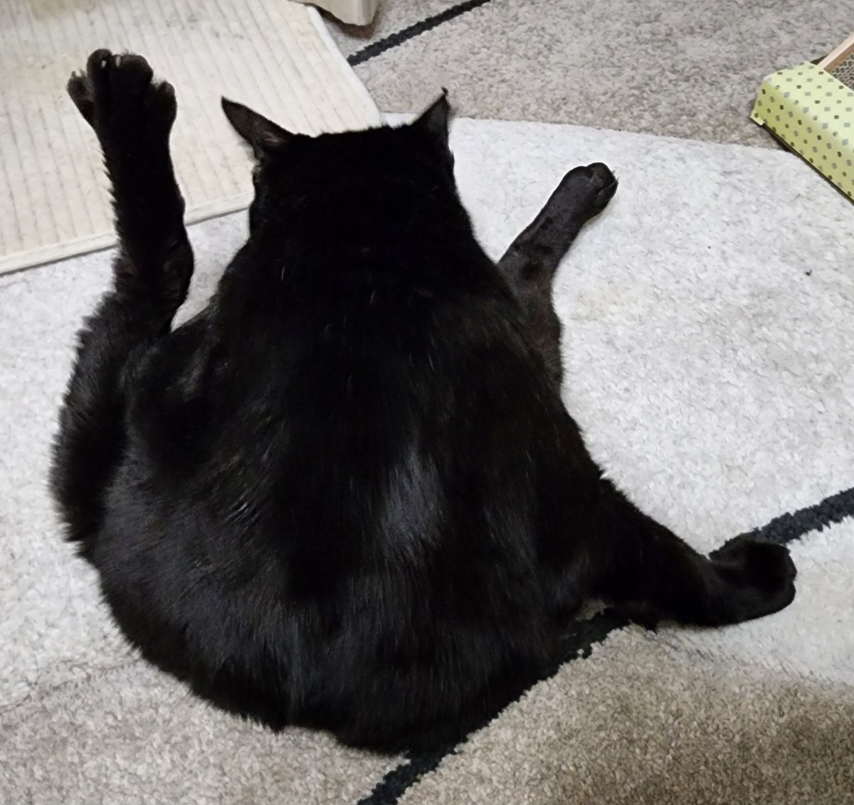 mofusand 黒仔猫にゃんマスコット | 商品紹介 | 株式会社
