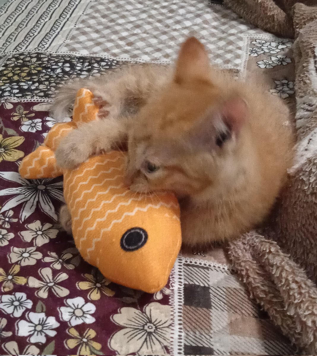 Грозеая тигра пожирает гигантских рыбов

Fearsome Tiger Eats Giant Fish