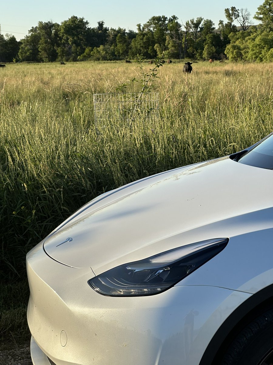 Just used my wife’s model Y to put a bull back in the pasture. Will be nice when FSD can do that for me.
