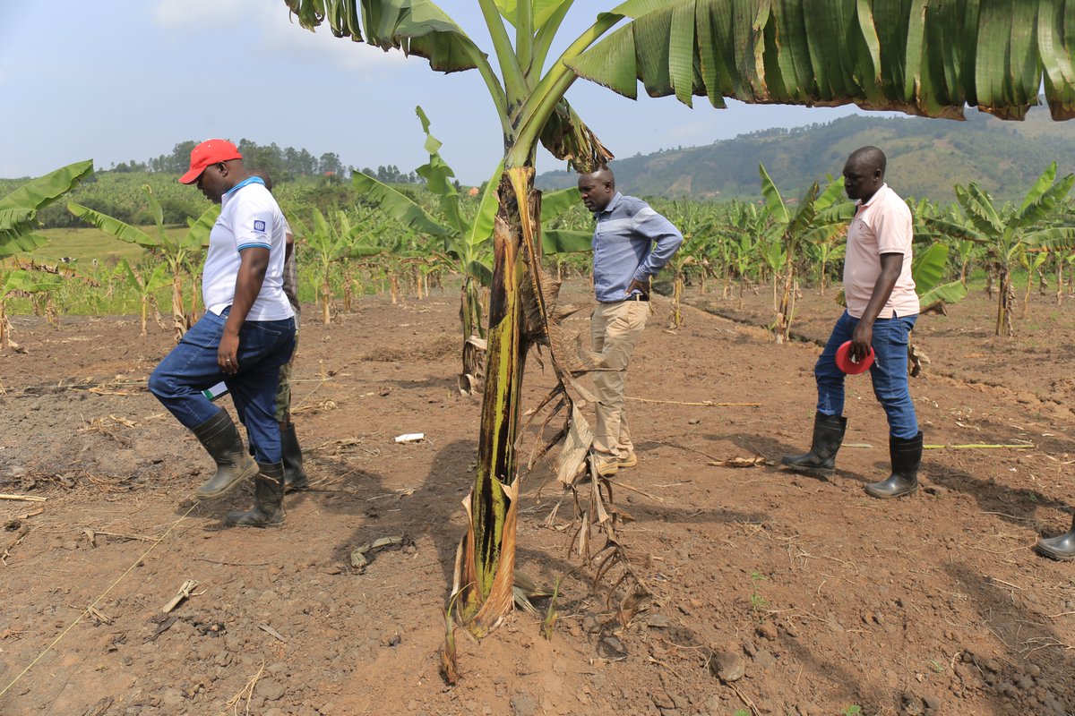 Agric extension consultant <a href="/AESAEALtd/">AESA East Africa Limited</a> on behalf of <a href="/ICRP_Uganda/">Irrigation for Climate Resilience Project</a> enging demo site 3 host Mr Gacharo Geofrey about design intepretation of irrigation  systems in kisyoro ward kabuyanda Town Council 
#DemoSites
#IrrigationSystem
#IcrpIsingiroUpdates