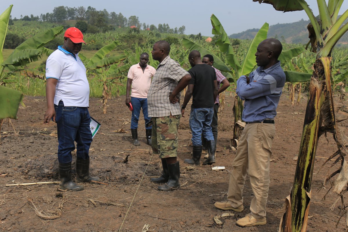 ICRP_Uganda's tweet image. Agric extension consultant @AESAEALtd on behalf of @ICRP_Uganda enging demo site 3 host Mr Gacharo Geofrey about design intepretation of irrigation  systems in kisyoro ward kabuyanda Town Council 
#DemoSites
#IrrigationSystem
#IcrpIsingiroUpdates