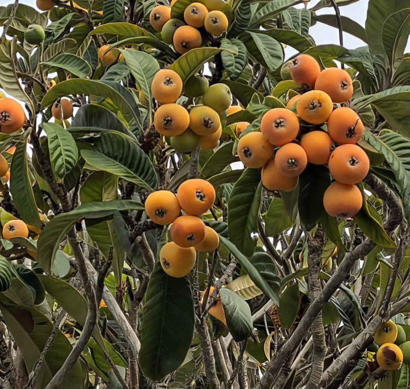 Did you know loquats grow right here in San Diego? These sweet-tart subtropical fruits are rich in vitamins A &amp; C and offer more than great flavor. UC Master Gardener Namir Damluji explores their cultural history, culinary uses, and how to grow your own: bit.ly/4lBjB6Y